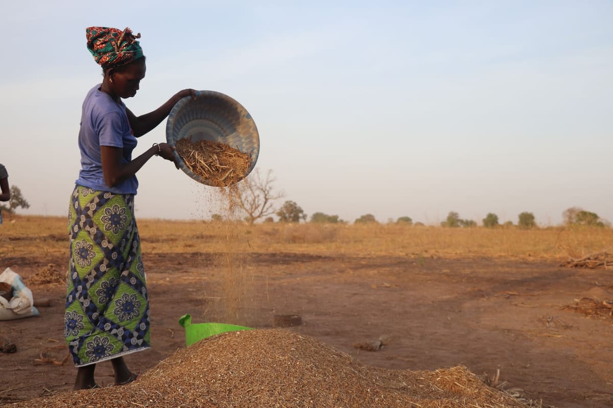 Women pouring grain at a milling station as part of a food security programme in The Gambia
