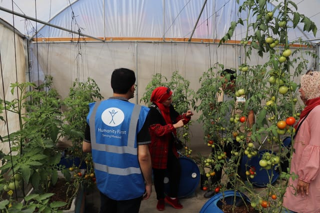 Vegetables growing on a rooftop in Gaza