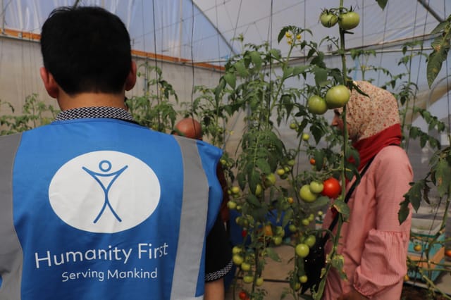 A hydroponic rooftop garden growing fresh produce in Gaza